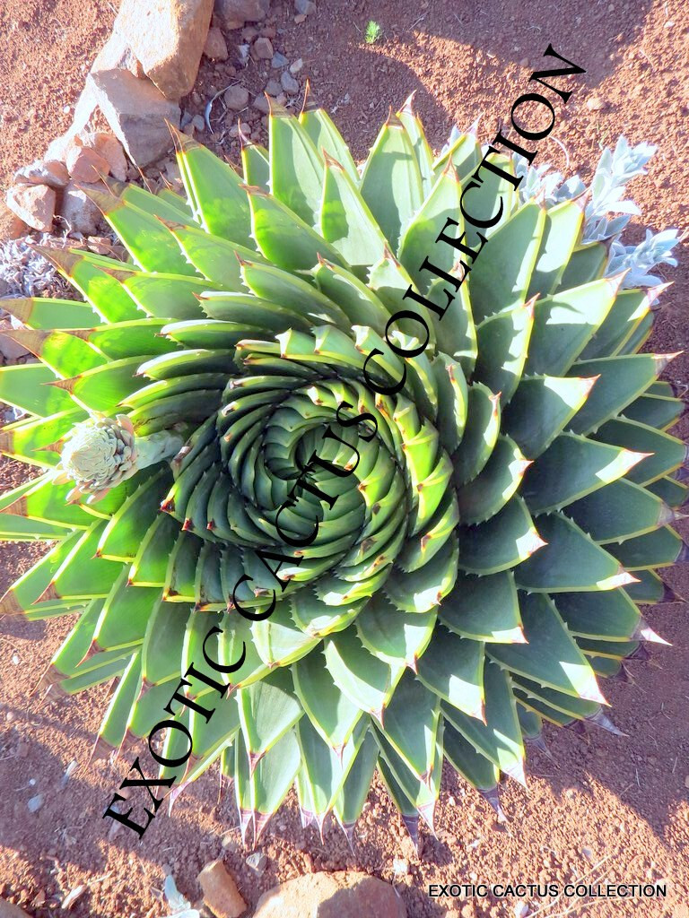 Aloe Polyphylla Spiral Succulent Rare Agave Plant Exotic See...