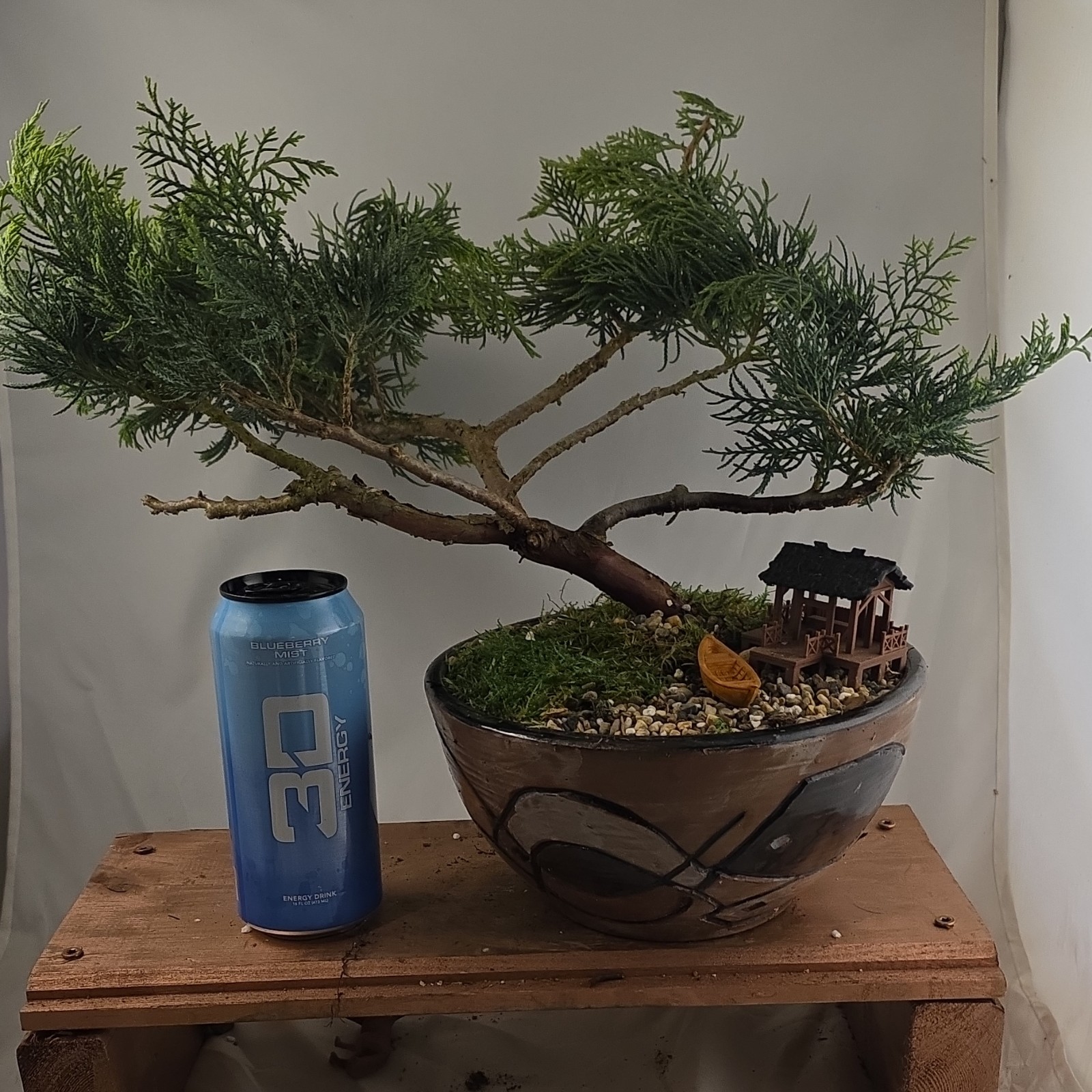 Parsoni Juniper Bonsai Live With Decorative Pot, Ornaments,...