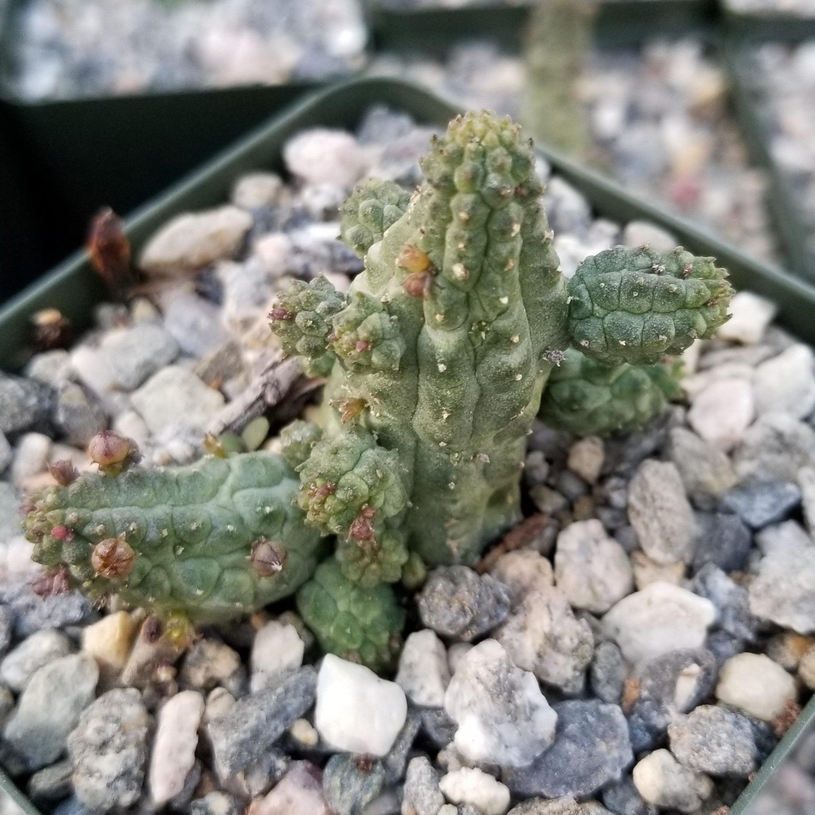 Echidnopsis Cereiformis Cactus Succulent Live Plant