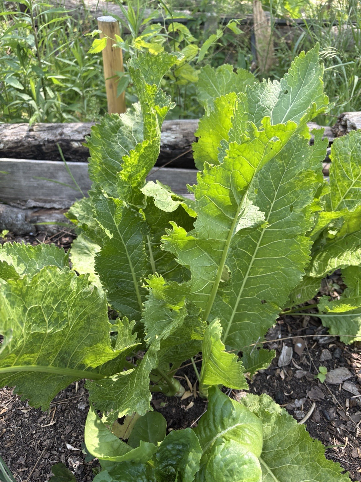 Beyond Organic Perennial Horseradish (2 Plants)