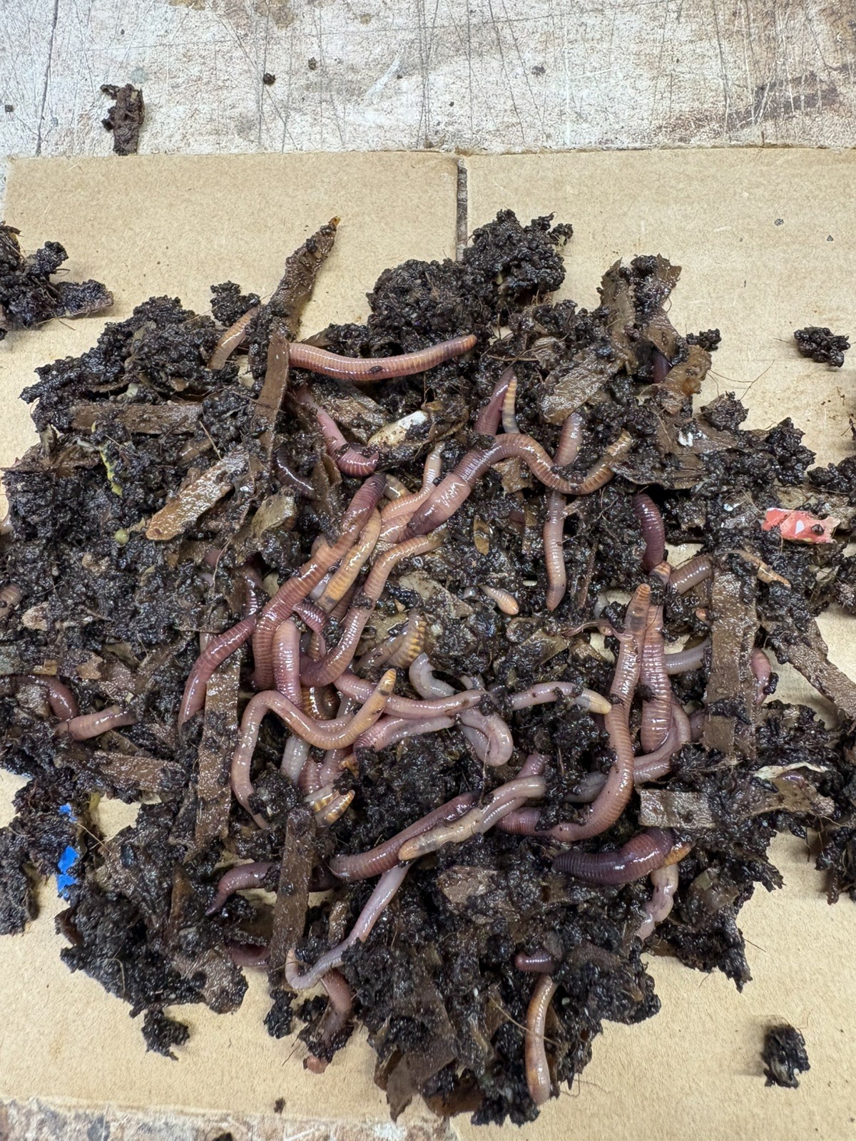 Red Wiggler Composting Worms - 50 Adult Worms