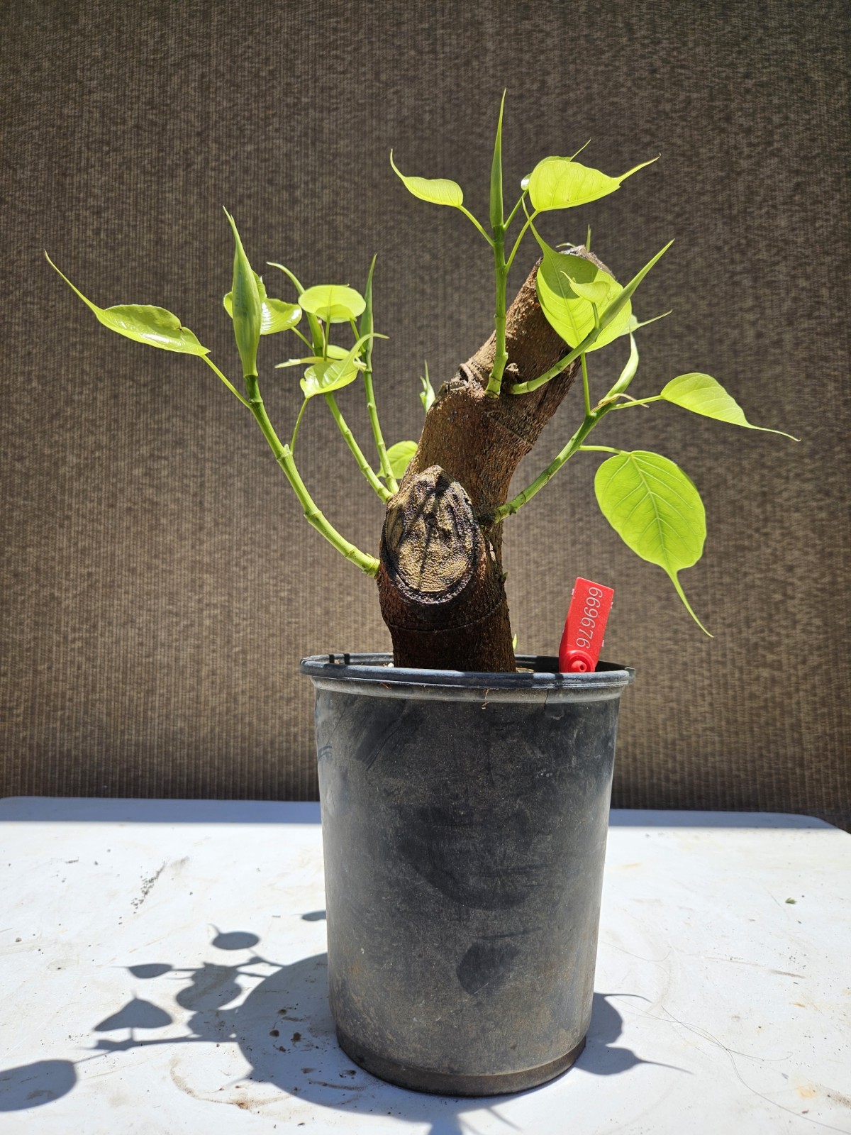 Fig Bồ Đề (Sacred Fig) Bonsai Tree