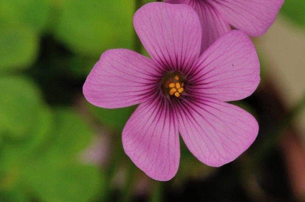 Oxalis Articulata ssp Rubra Shamrock/Wood Sorrel Bulb or Pla...