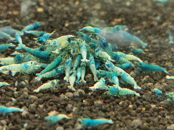 Blue Bolt Shrimp Live Guarantee Freshwater Aquarium