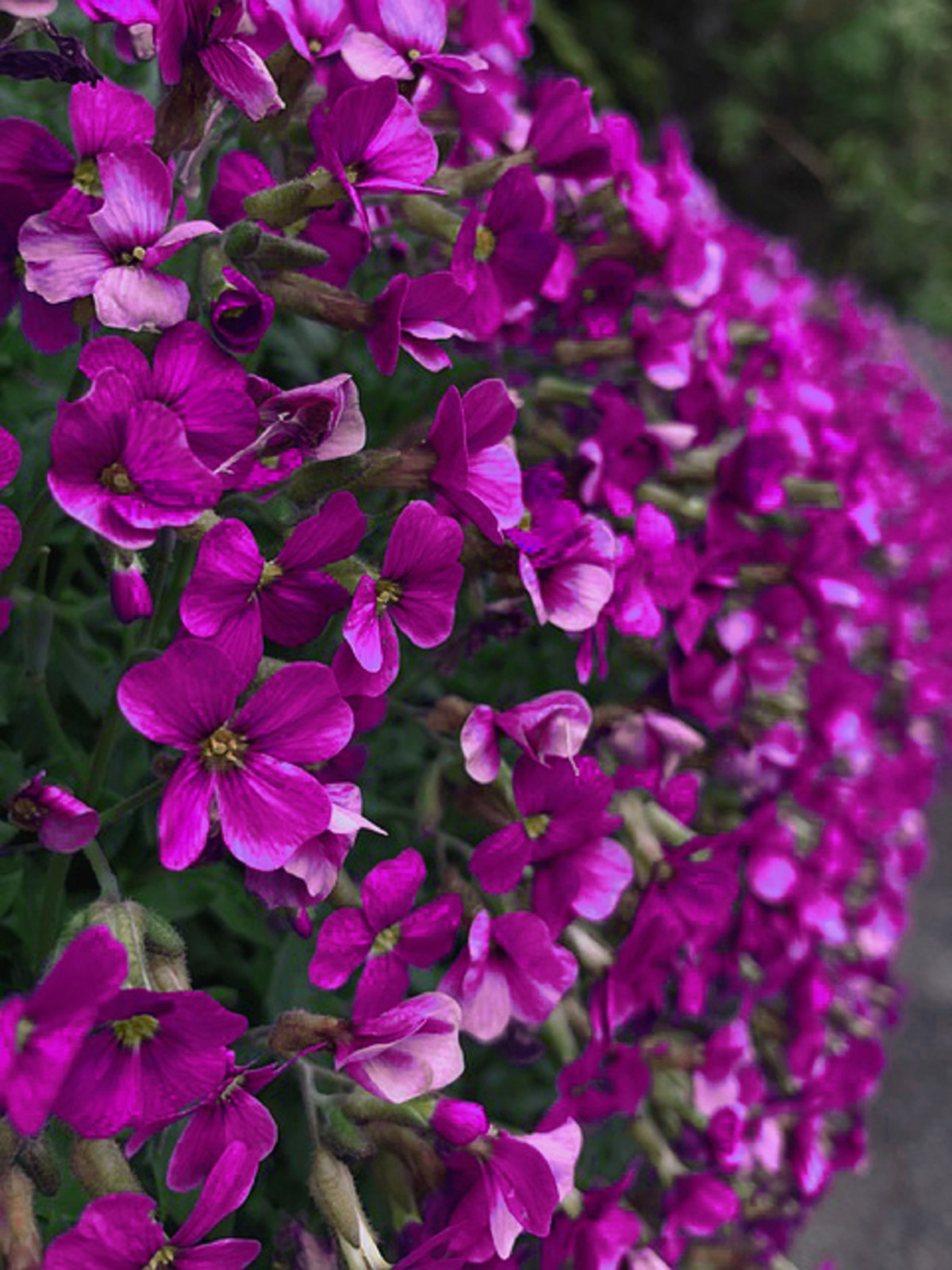 Aubrieta Cascading Purple 150 Rock Cress Seeds - Perennial G...