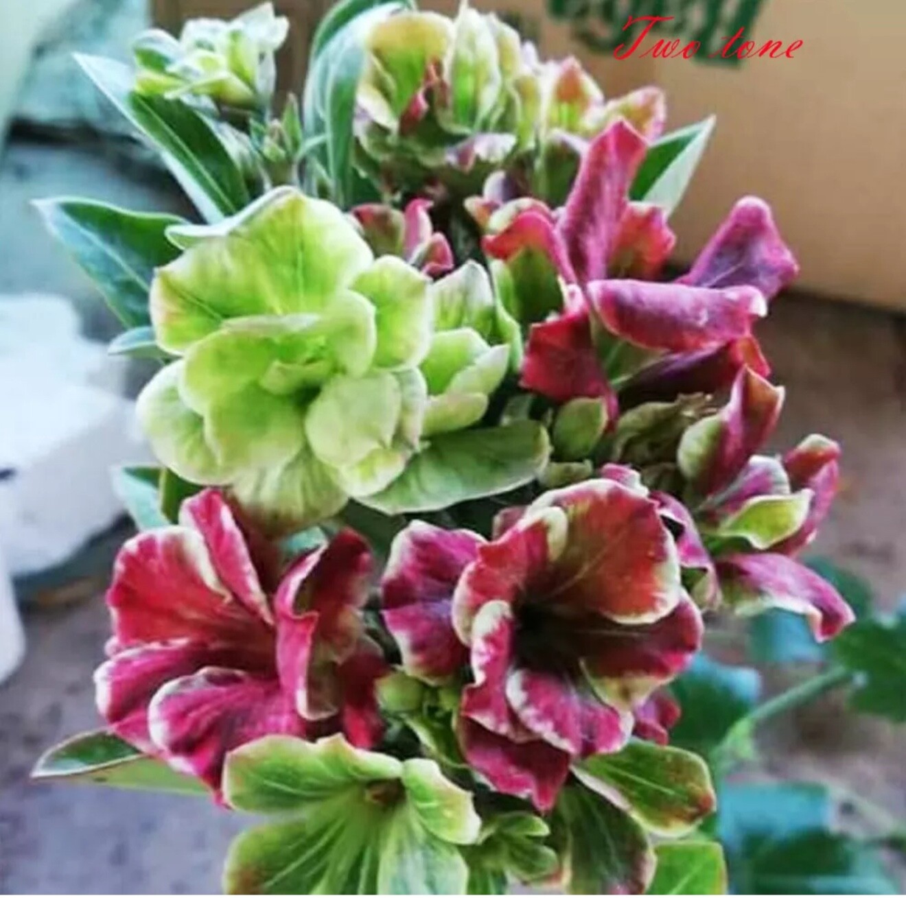 Desert Rose Adenium Obesum Small Rooted Seedling Plant 3-6 I...