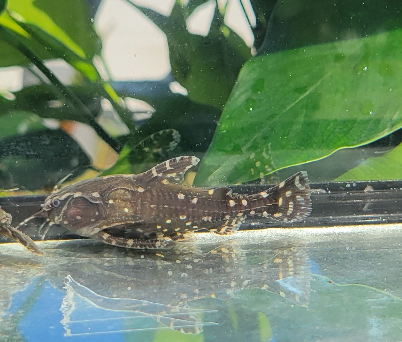 Raphael Catfish Agamyxis pectinifrons Aquarium Fish