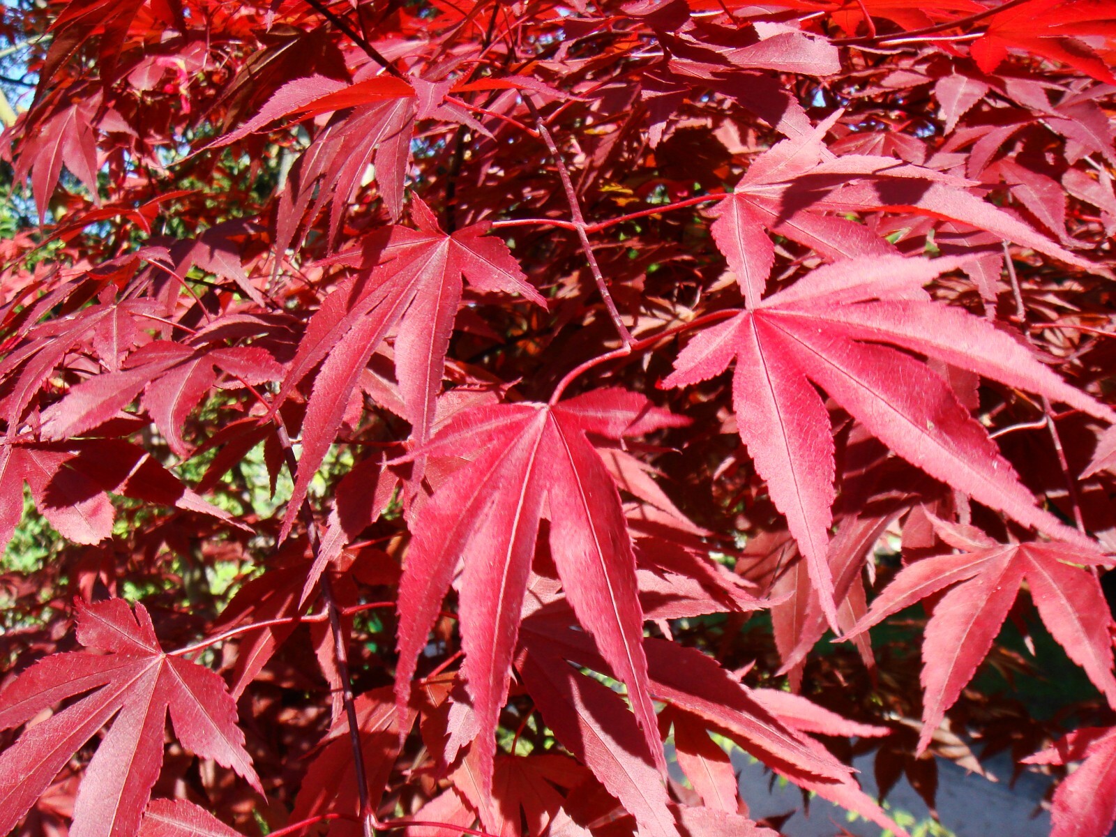 Red Japanese Maple Seeds (Fall Color Bonsai Variety)