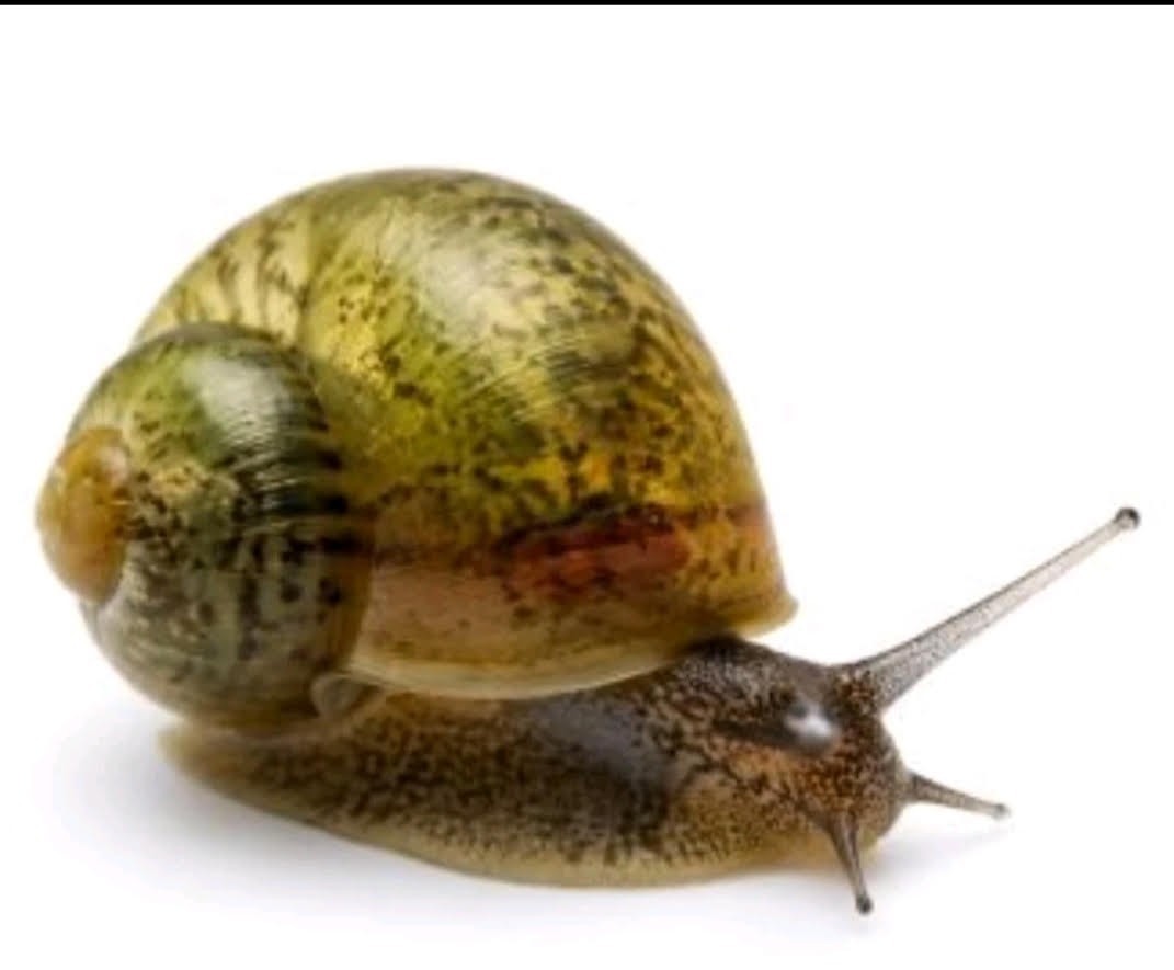 Bladder Snail Feeders Aquarium Cleaners