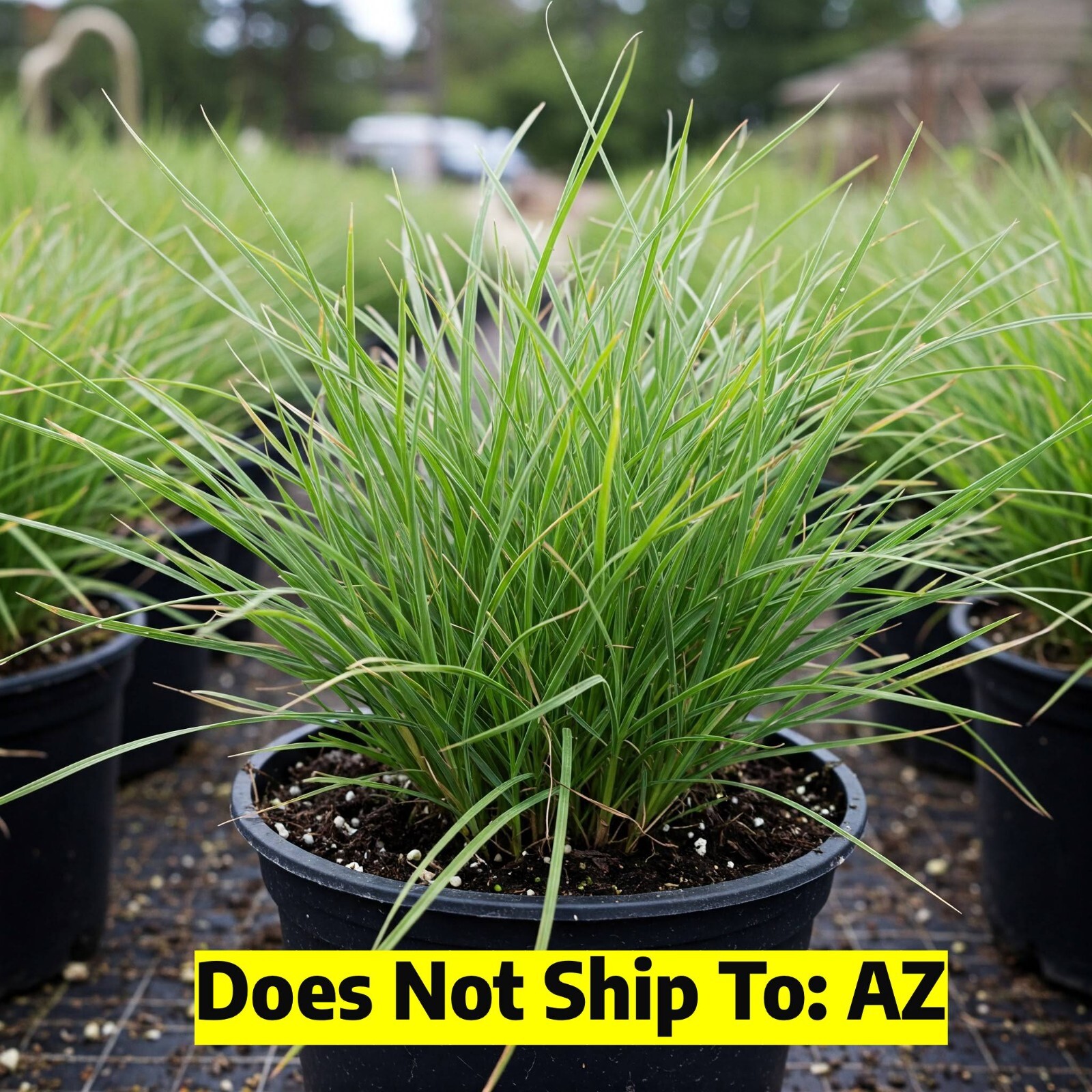 Maiden Grass Miscanthus Sinensis Adagio Live Plant 1-2 Ft 1...