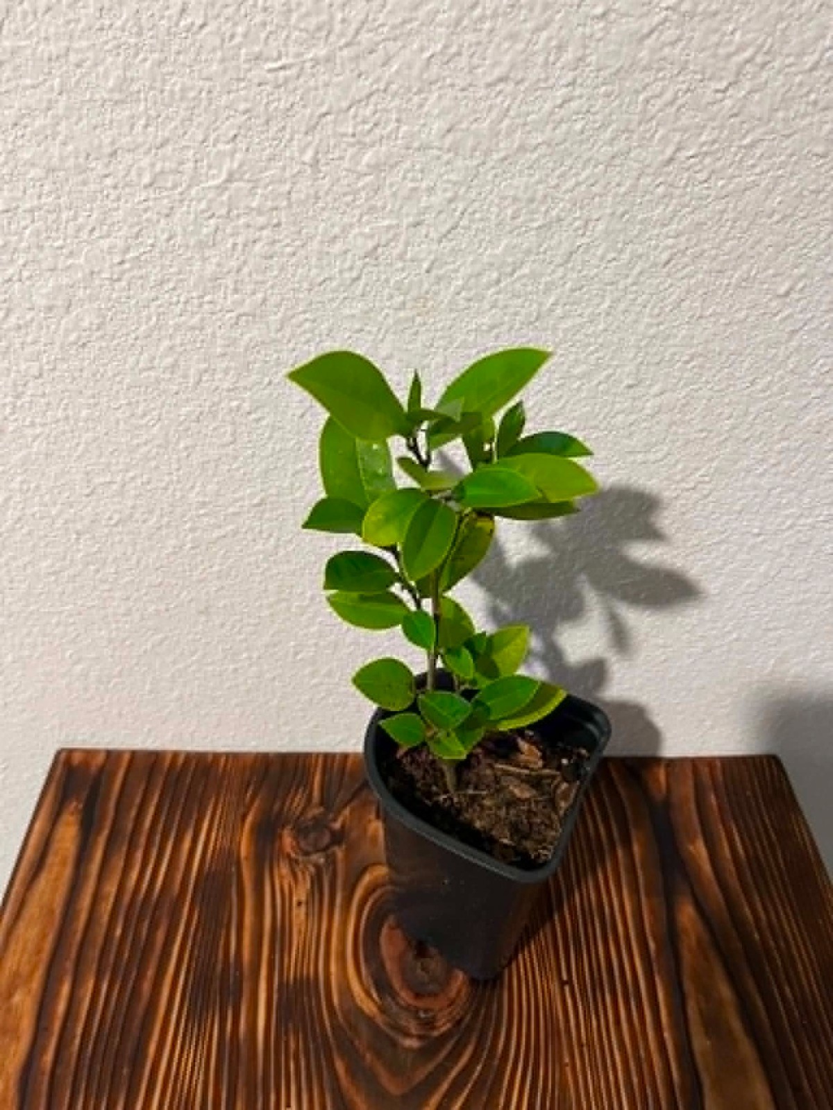 Banana Shrub (Magnolia Figo) Fragrant Plant in 4" Pot