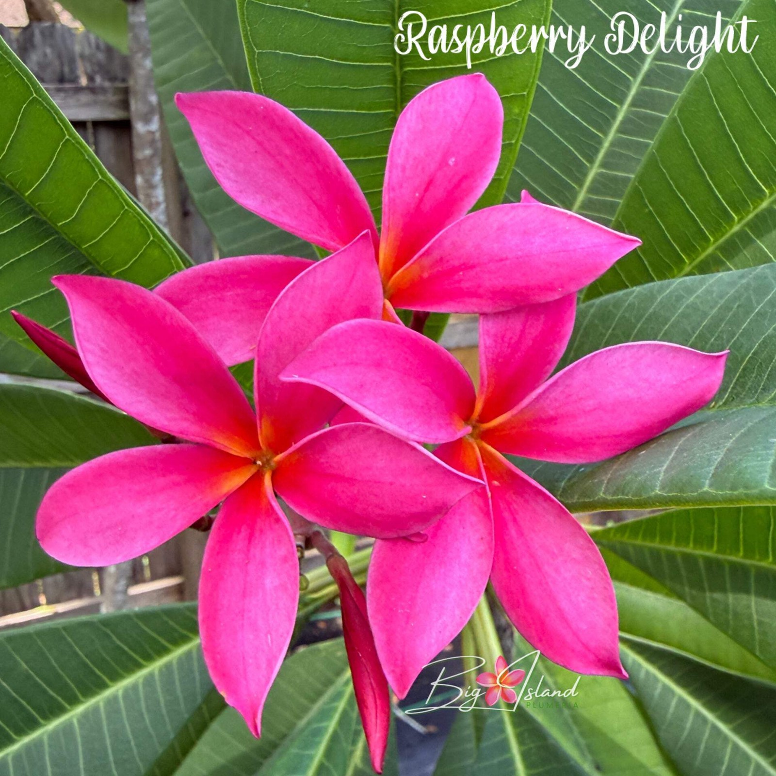 Plumeria Raspberry Rooted Cutting Flower