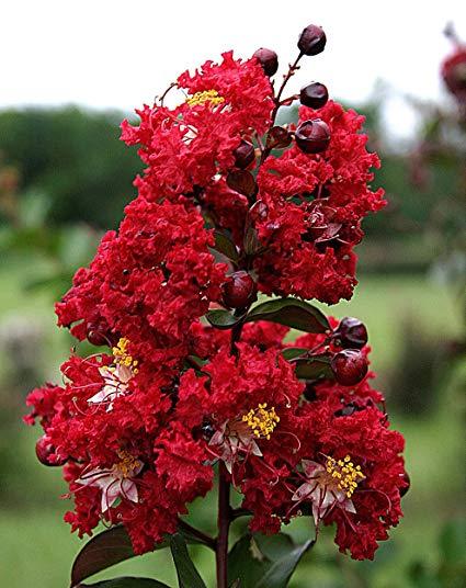 Crape Myrtle Dynamite Hardy Red Seeds