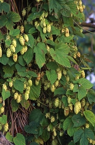 Cascade Hops Vine Seeds - Humulus Lupulus