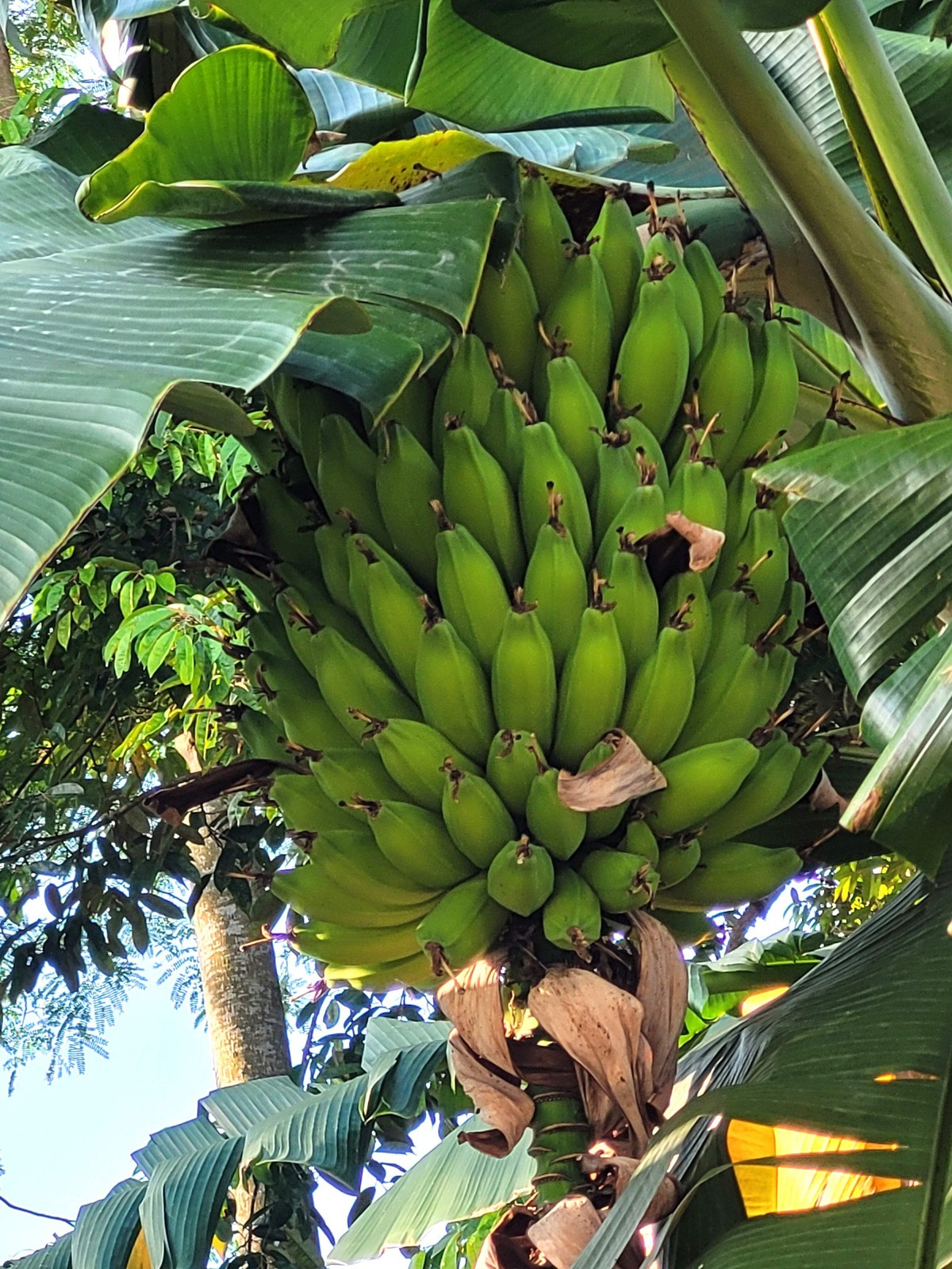 Plantain Banana Musa Balbisiana Hardy Red Flowering Fruit Tr...