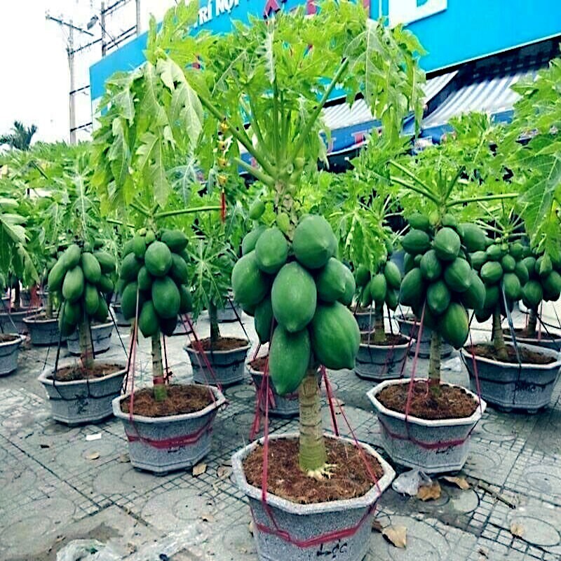 50 Dwarf Solo Waimanalo Papaya Tree Seeds – Fast-Fruiting Ho...