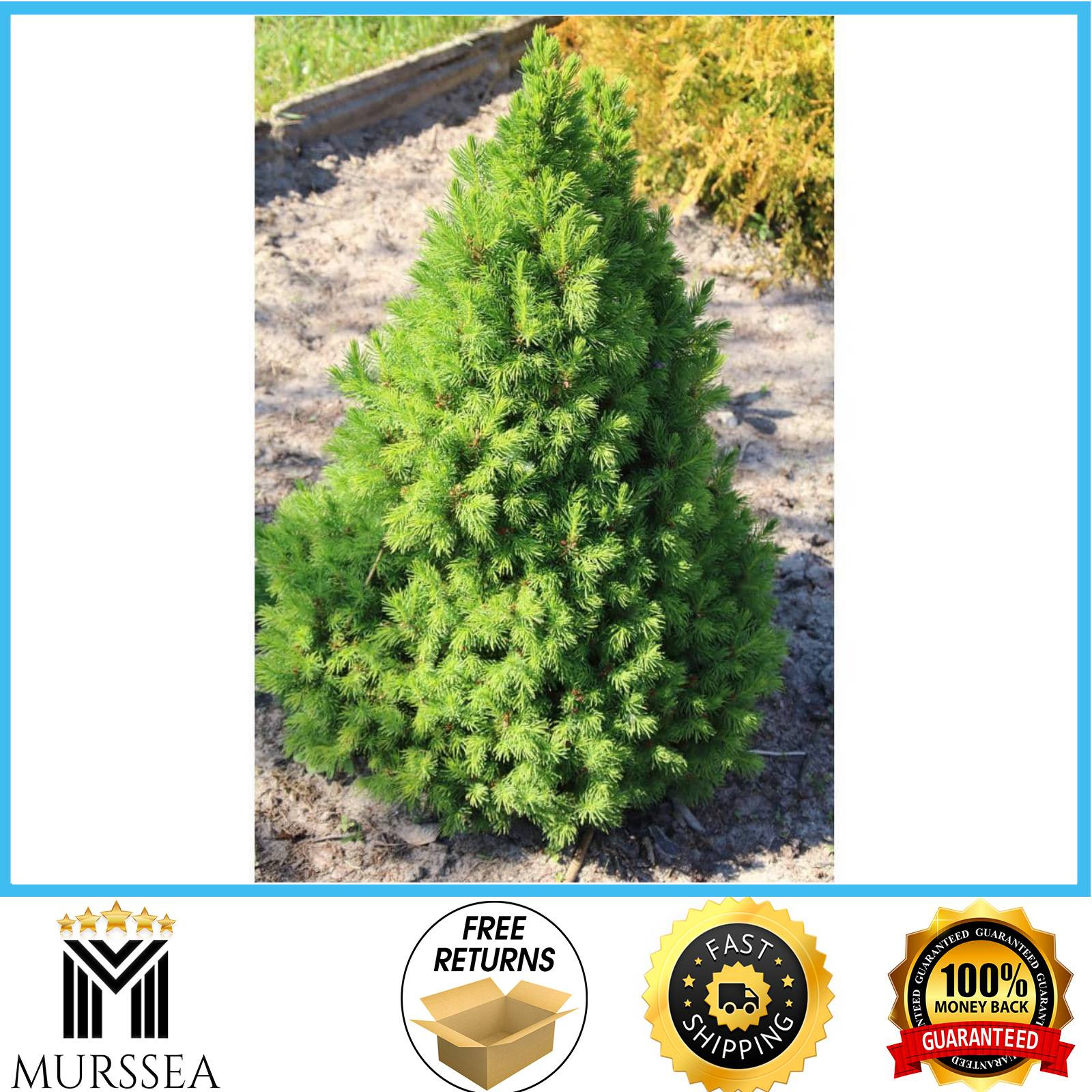 1 Gal. Dwarf Alberta Spruce Shrub Aromatic And Soft Evergree...