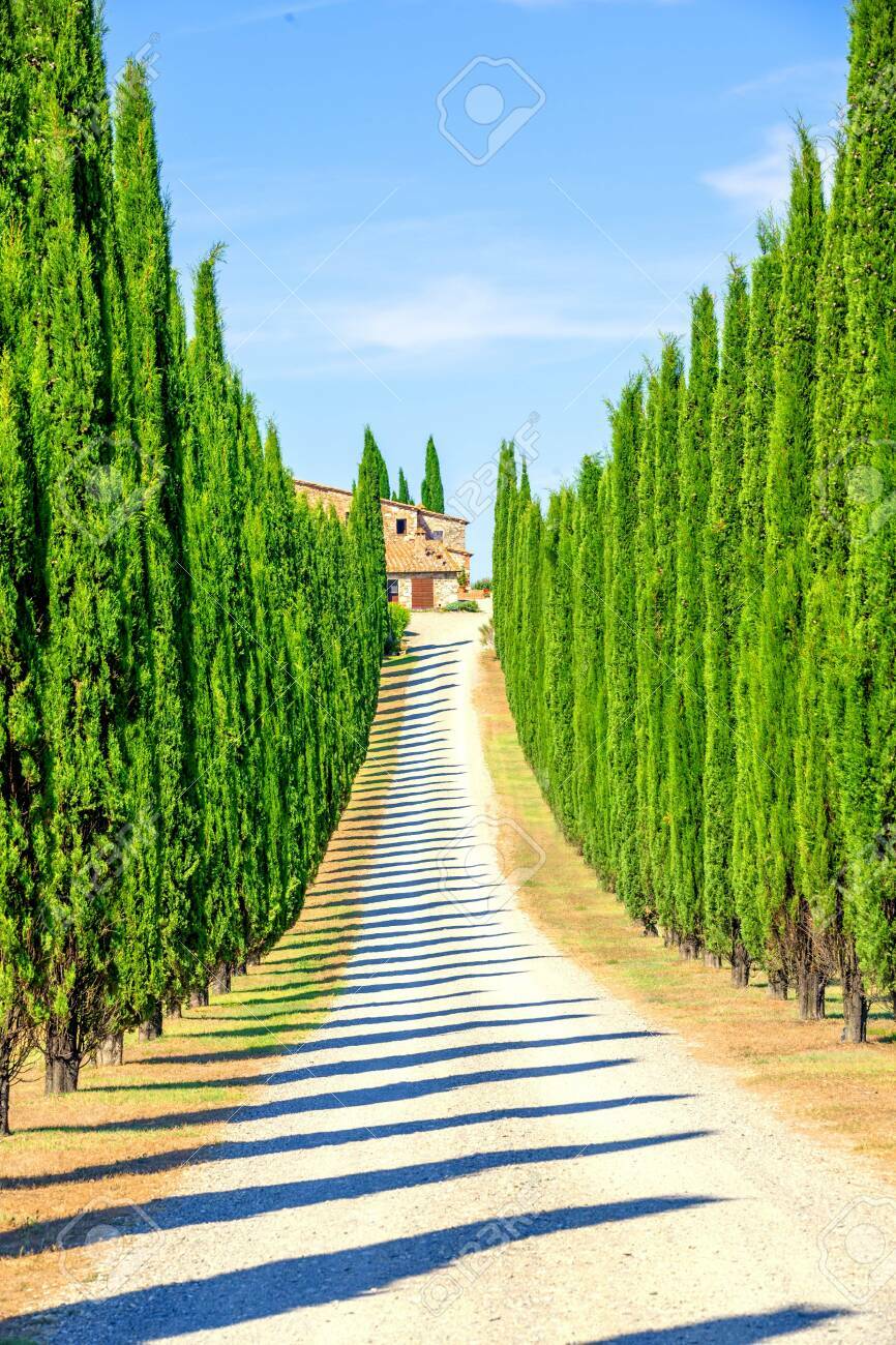 Italian Cypress Tree Seeds - 50 Pack for Planting
