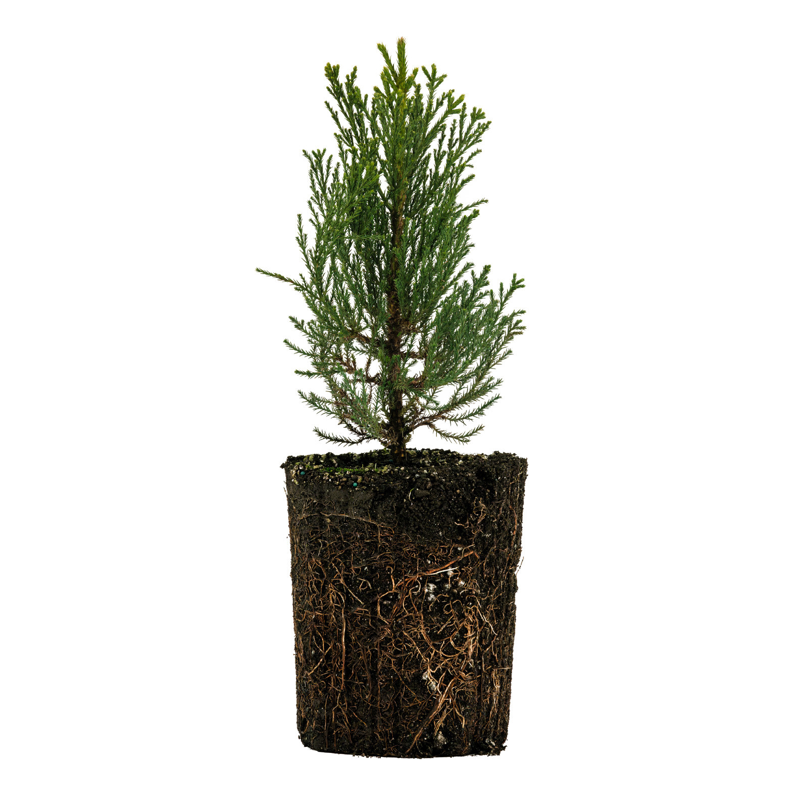 Giant Sequoia XL Tree Seedling - The Jonsteen Company