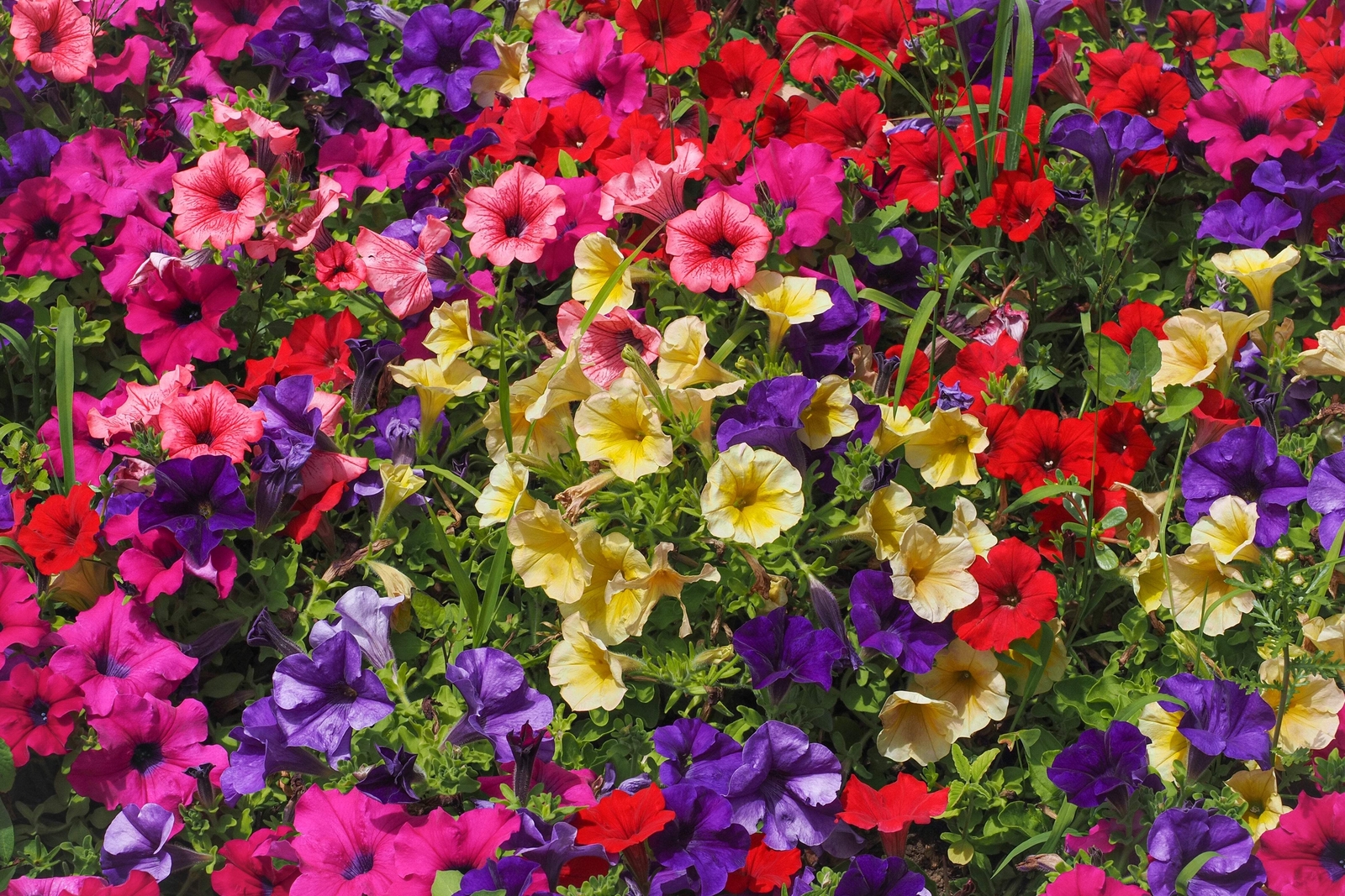 Petunia Mixed Colors Flower Seeds, 250 Seeds