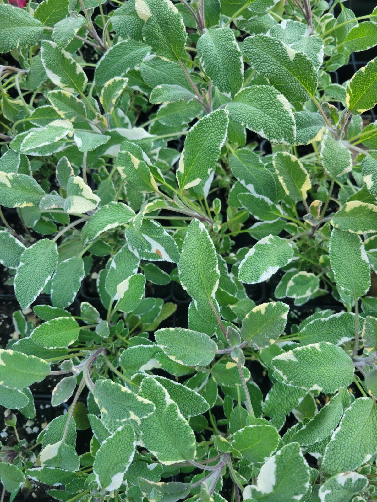Tricolor Sage Live Starter Plant (Salvia Officinalis), 4" Po...