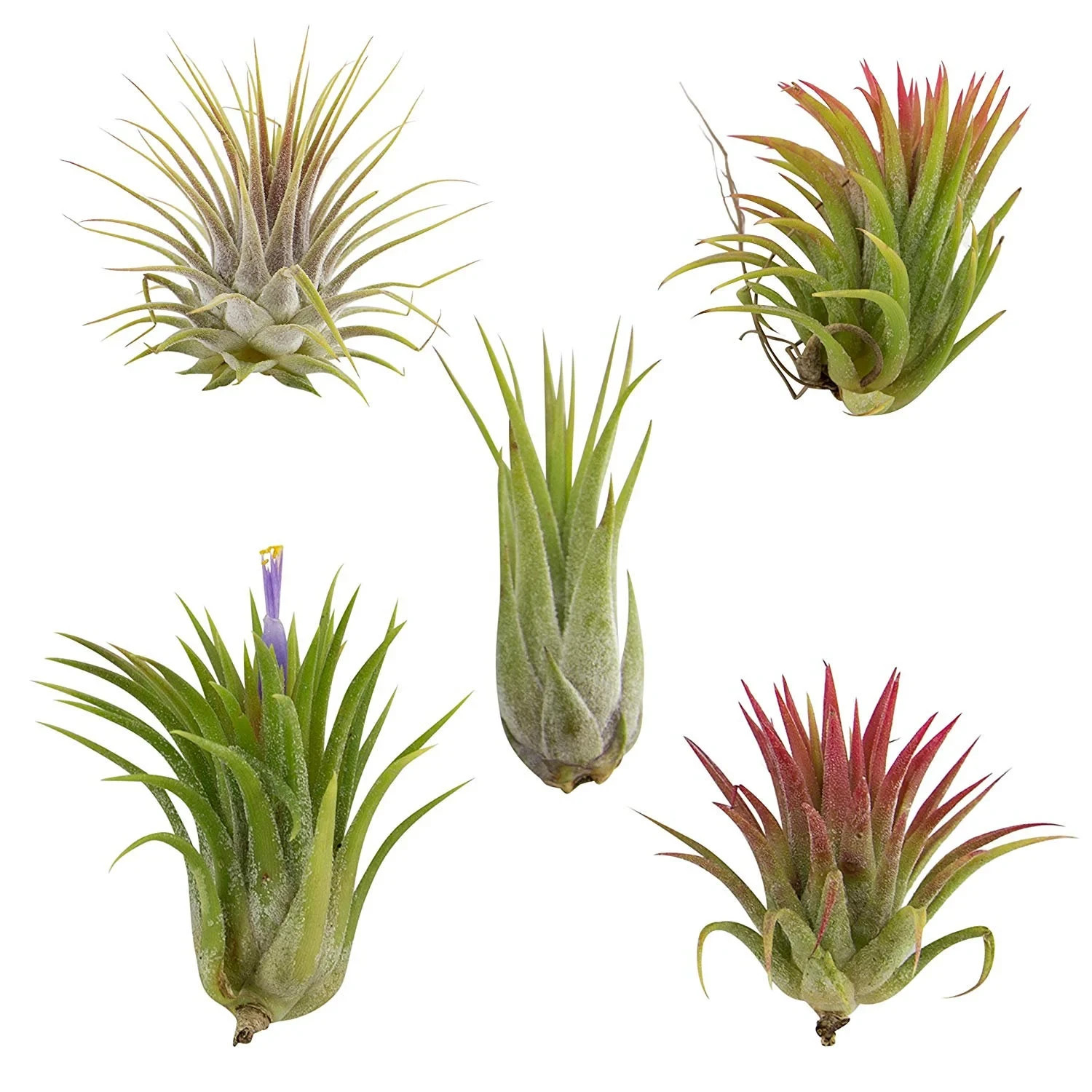 Air Plants - Assorted Ionantha, 5 Pack (Color Changing)