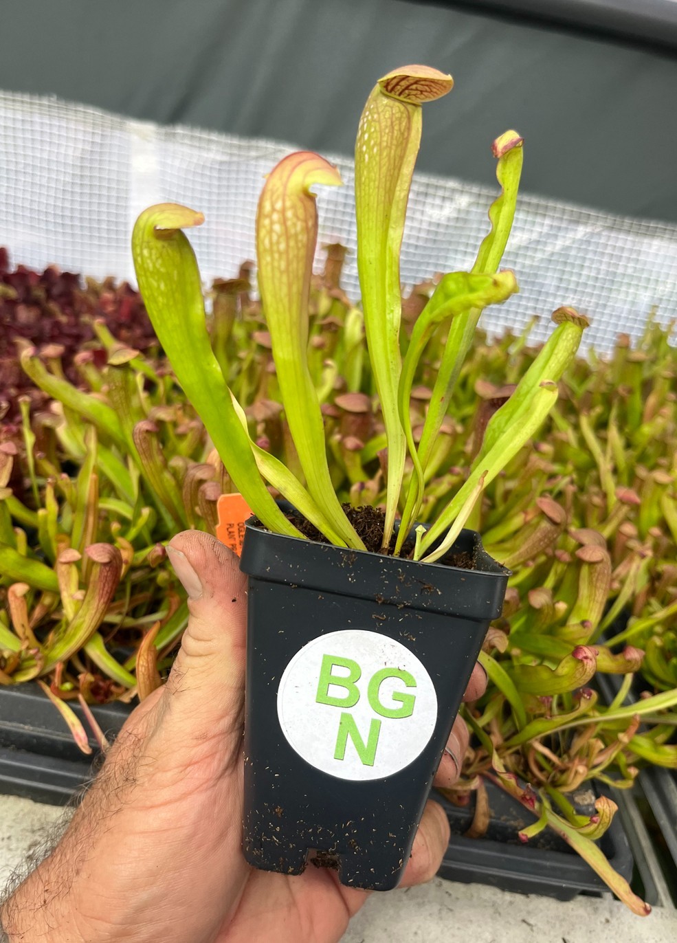 "Sarracenia 'Bug Bat' Red-Hooded Carnivorous Pitcher Plant"