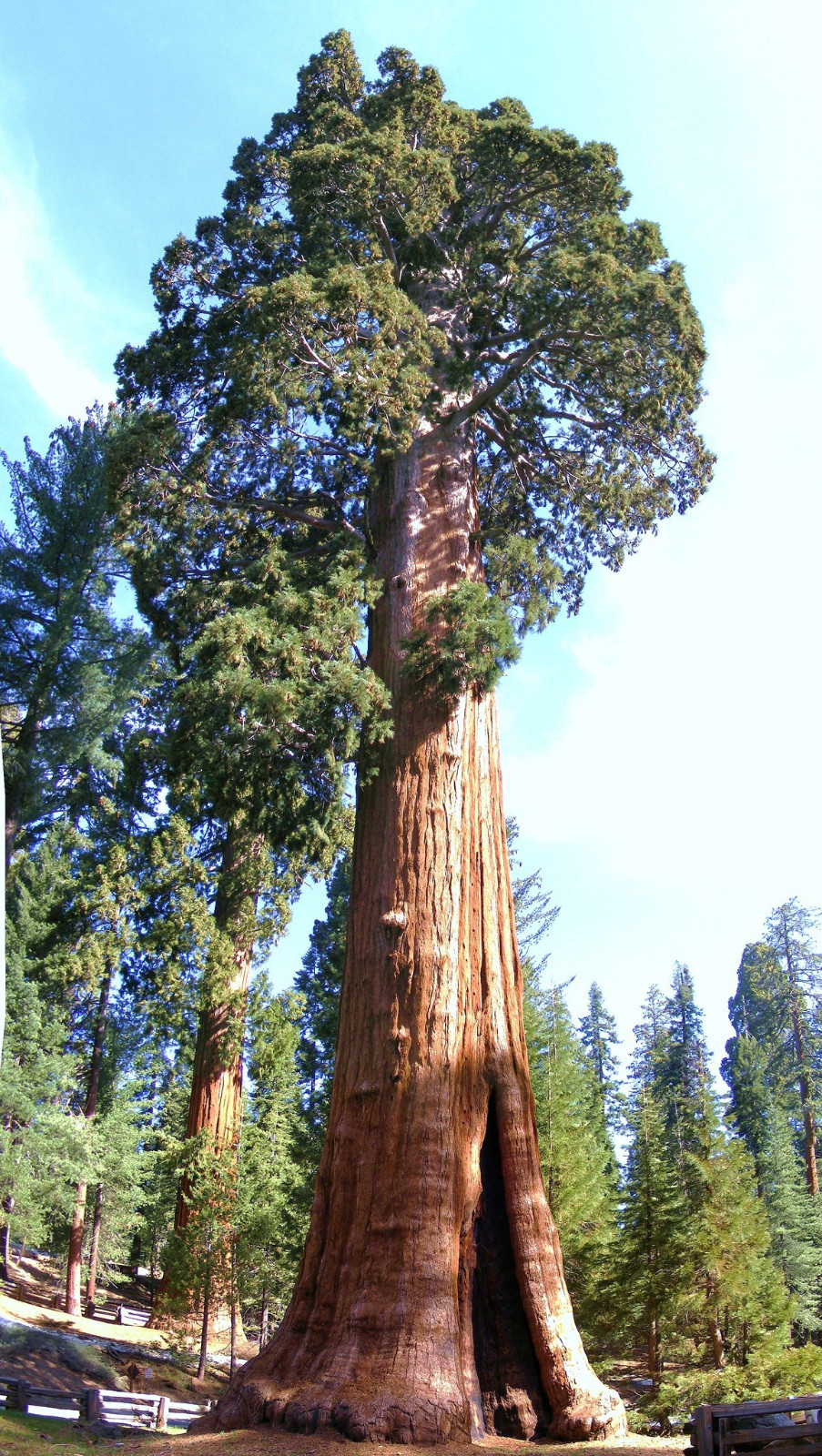 Sequoia Tree Seed - Redwood Forest Variety - 10 Seeds