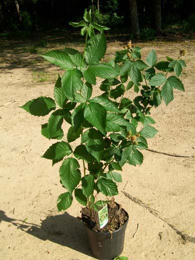 Apache Thornless Blackberry Plant for Home Gardens