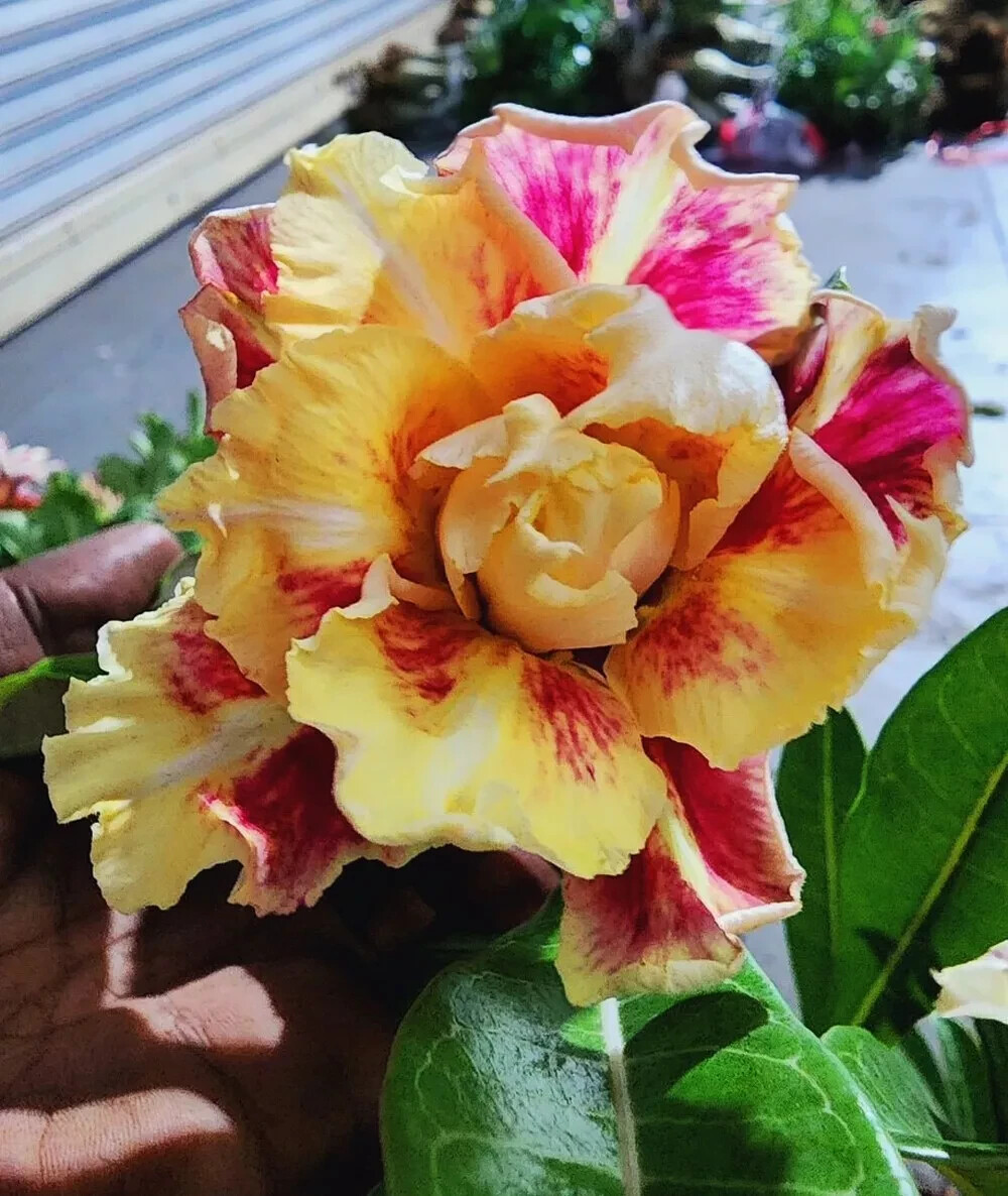 Desert Rose Adenium Obesum Small Rooted Seedling Plant 3-6 I...