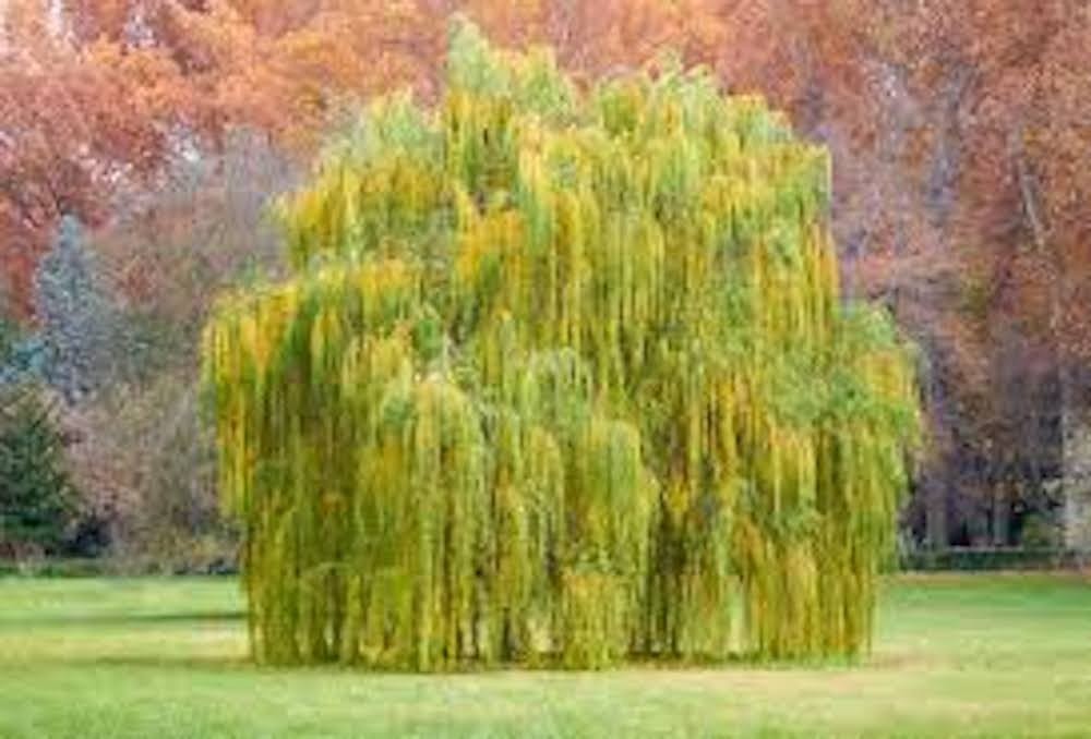 Weeping Willow Tree | Salix babylonica | 12-24 Tall