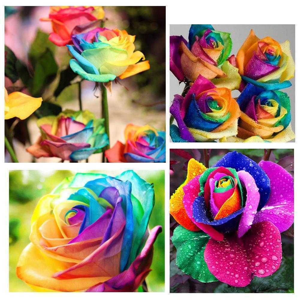 Rainbow Rose Flower Seeds - Home Garden Planting Kit - 100 C...