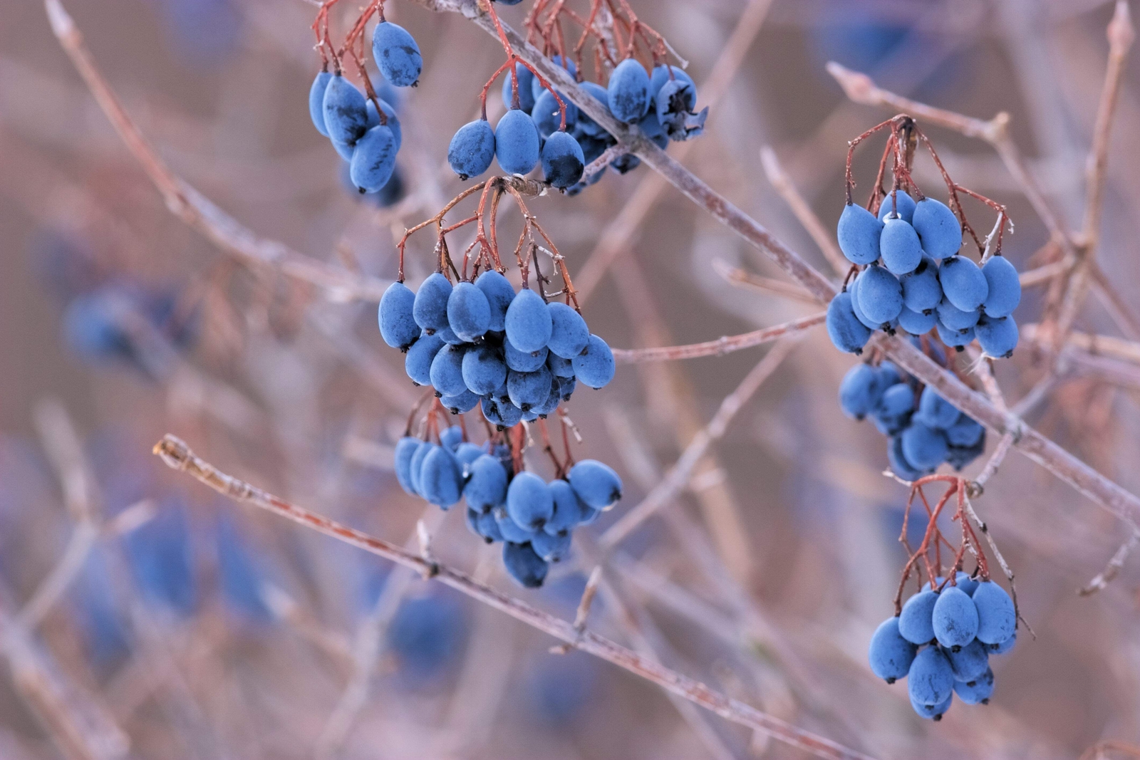 Sweet Viburnum Blue Black Fruit Seeds for Nannyberry Tree
