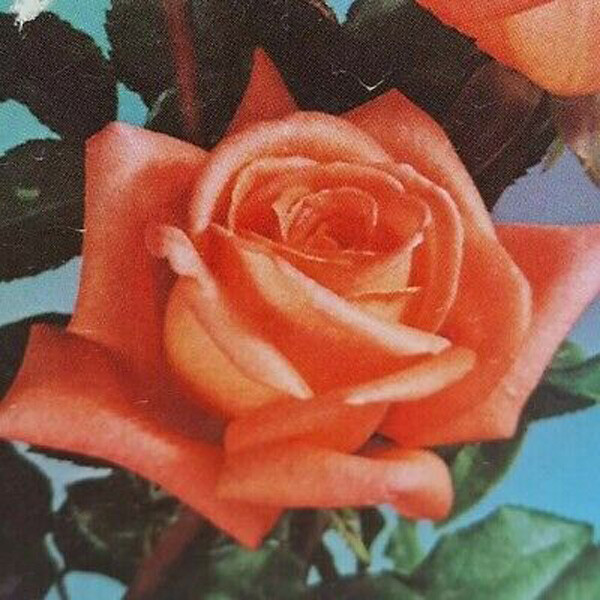 Shreveport Hybrid Tea Rose Bush Plant
