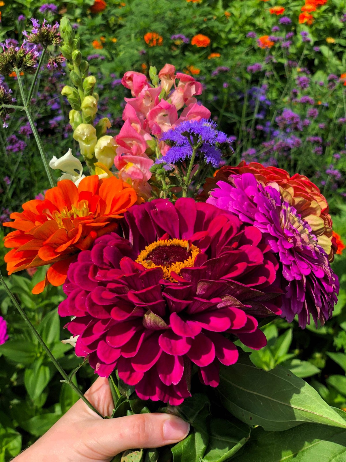 California Giant Zinnia Elegans Flower Seeds - 500 Mixed Col...