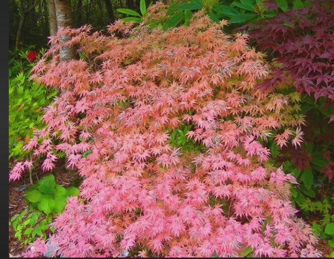 Geisha Gone Wild Japanese Maple Pink Variegated 18–24" Tree