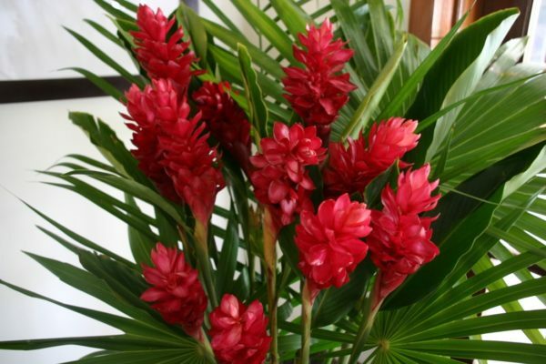 Hawaiian Tropical Red Ginger Starter Plant - 6-10" Tall Root...