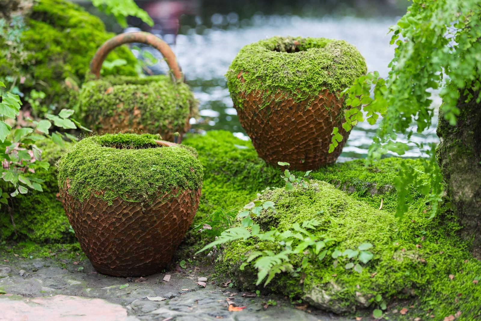 Irish Moss Groundcover Heath Pearlwort Sagina Subulata White...