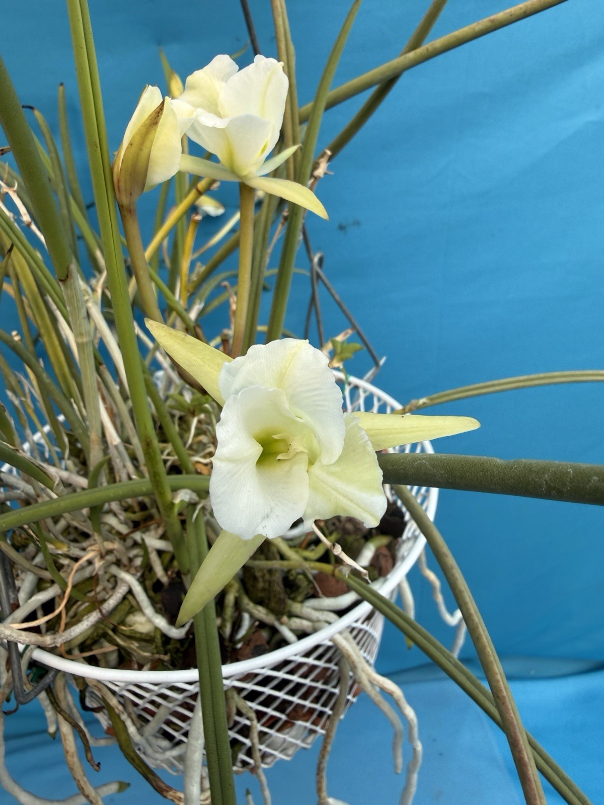 Brassavola Tuberculata Peloric White Green Orchid Species 9"...