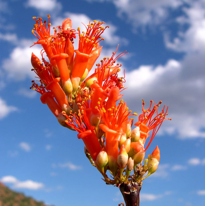 Ocotillo Fouquieria Splendens Rare Succulent Seeds — Candlew...