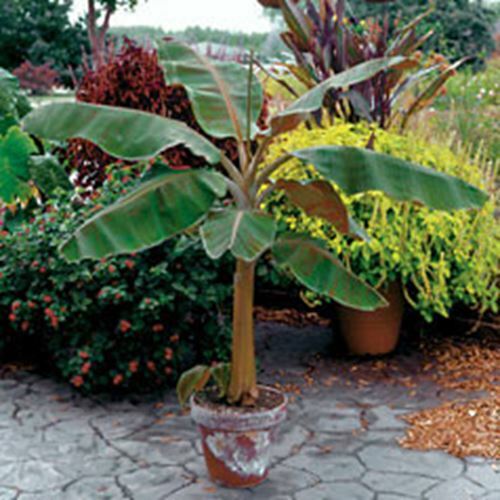 Dwarf Cavendish Banana Tree (Musa)