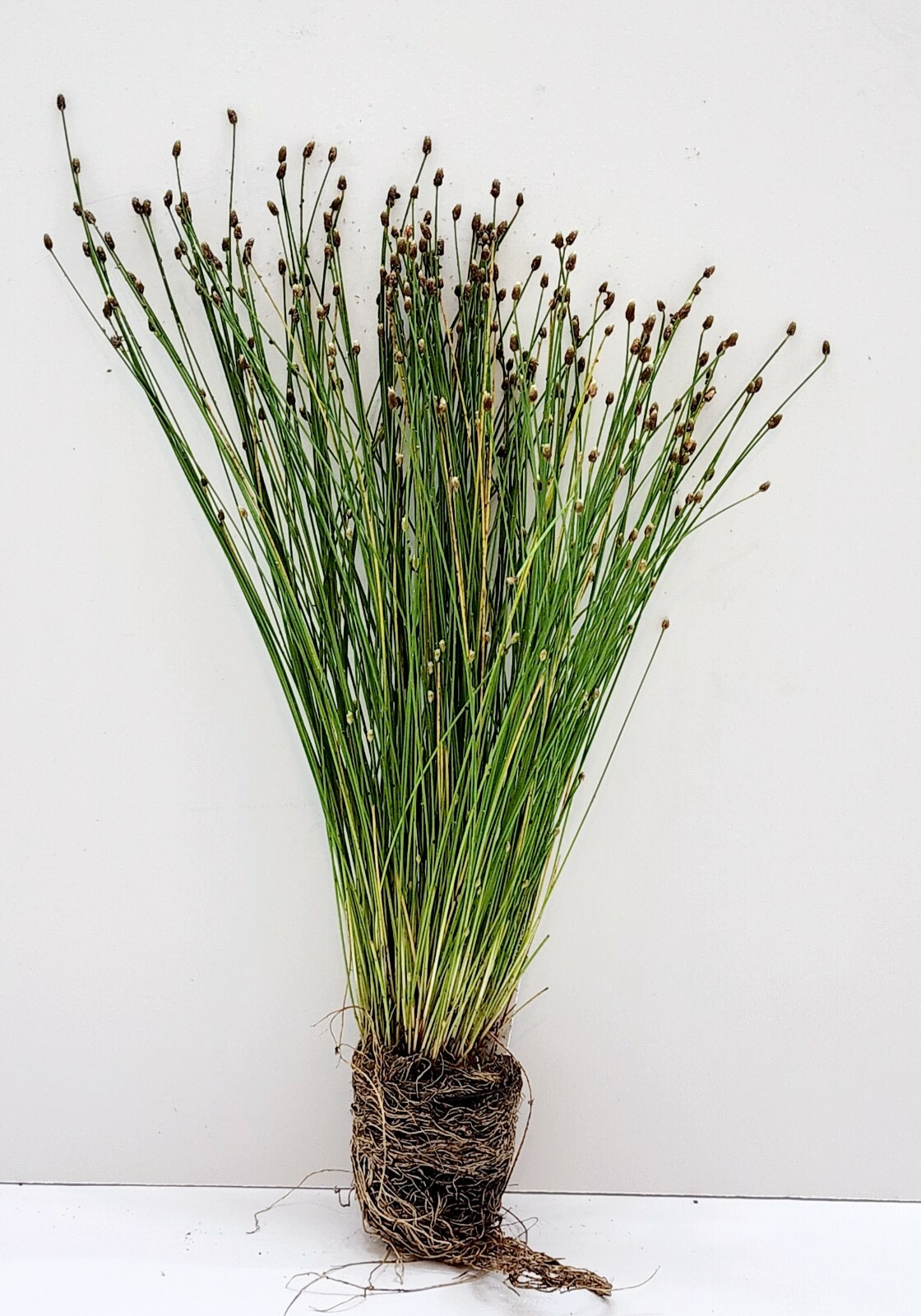 Spike Rush Winter Hardy Aquatic Marginal Pond/Bog Plant - Bu...