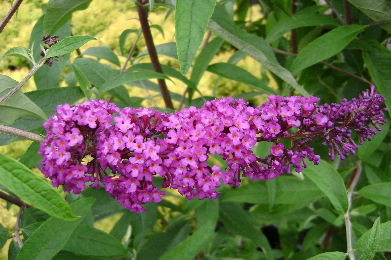 Butterfly Bush Buddleja Davidii 'Royal Red' - Pint Pot