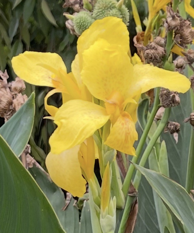 Canna Lily Seeds — Harvest Yellow (25 Seeds)