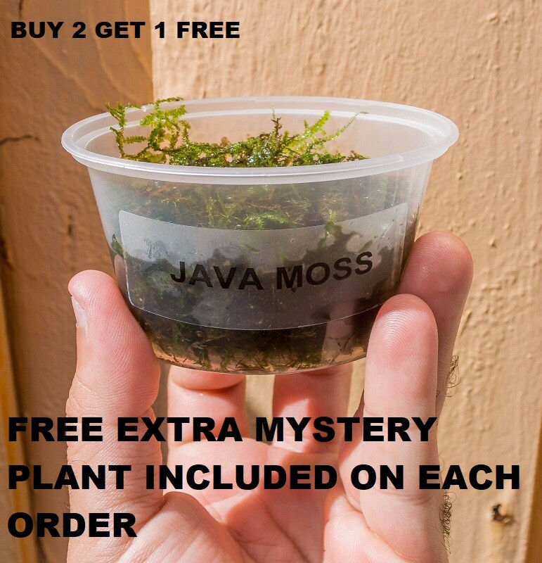 Java Moss Freshwater Plants - 2x Plant + 1 Free