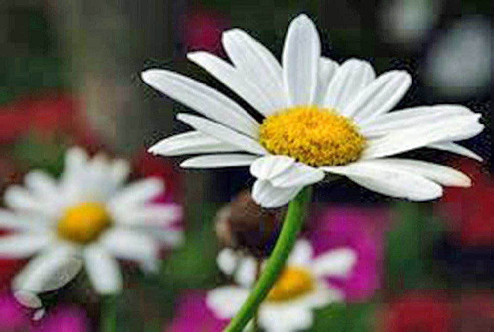 Shasta Daisy Flower Seeds - 100+ Bright White/Yellow Blooms