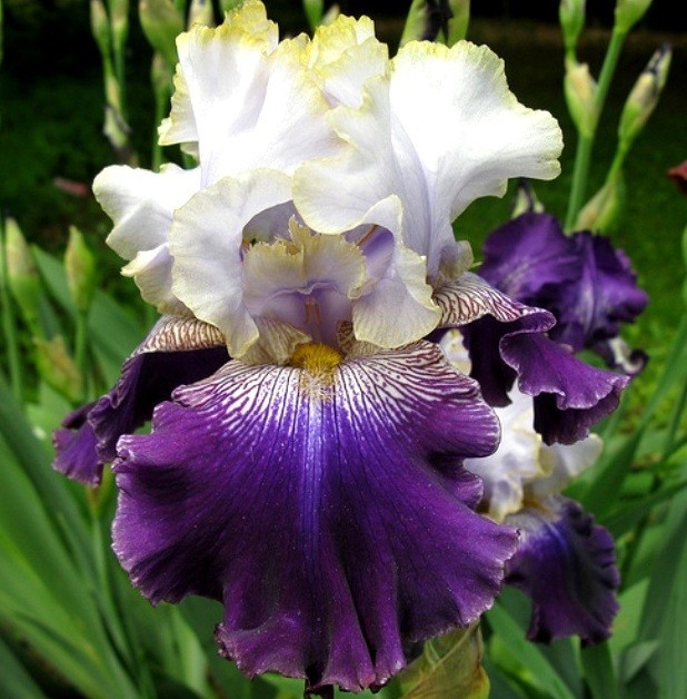 Slovak Prince Tall Bearded Iris Rhizome — 2003 Award Winner