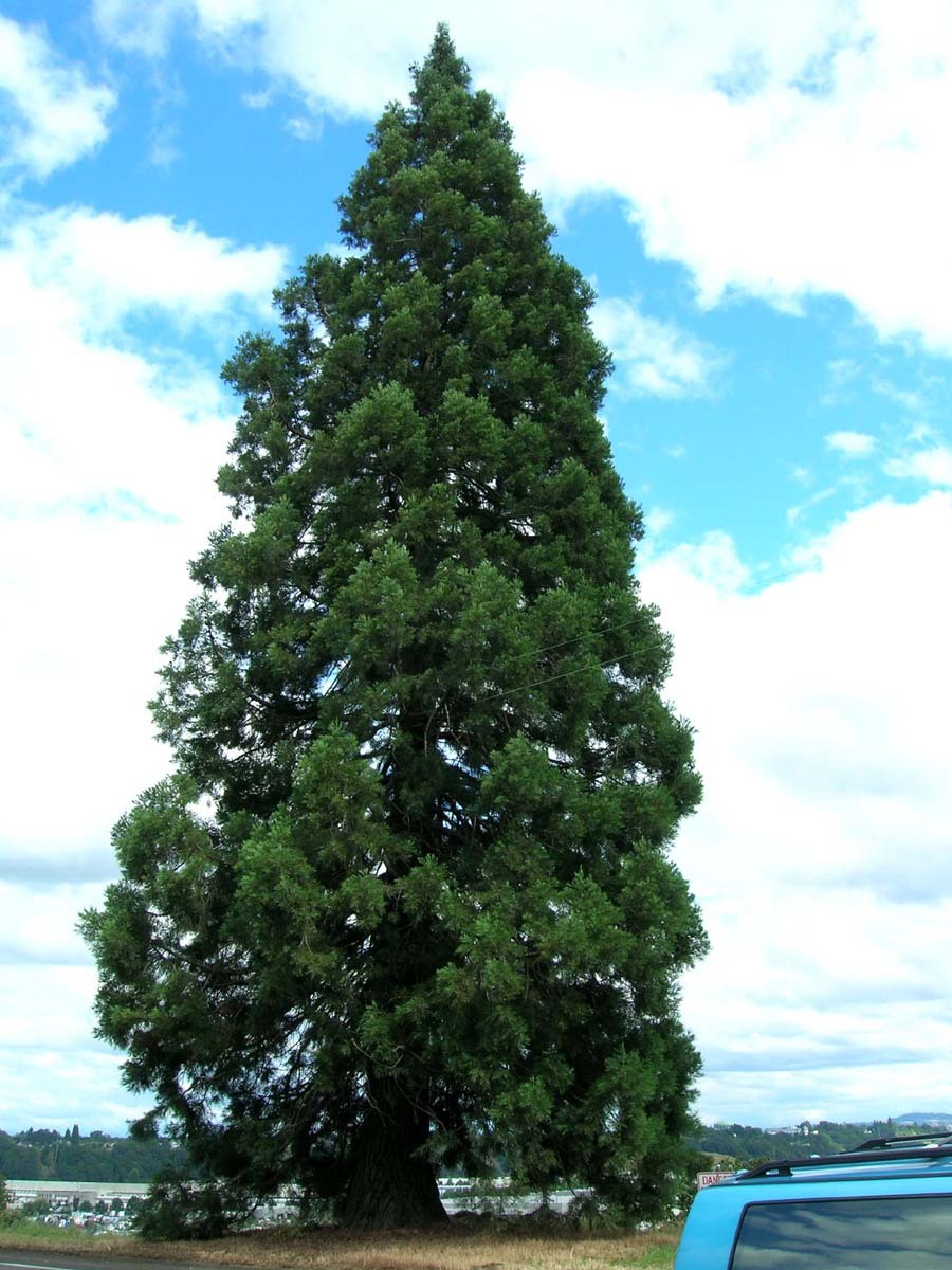 Giant Sequoia Tree Seeds - Sequoiadendron Giganteum, Fast-Gr...