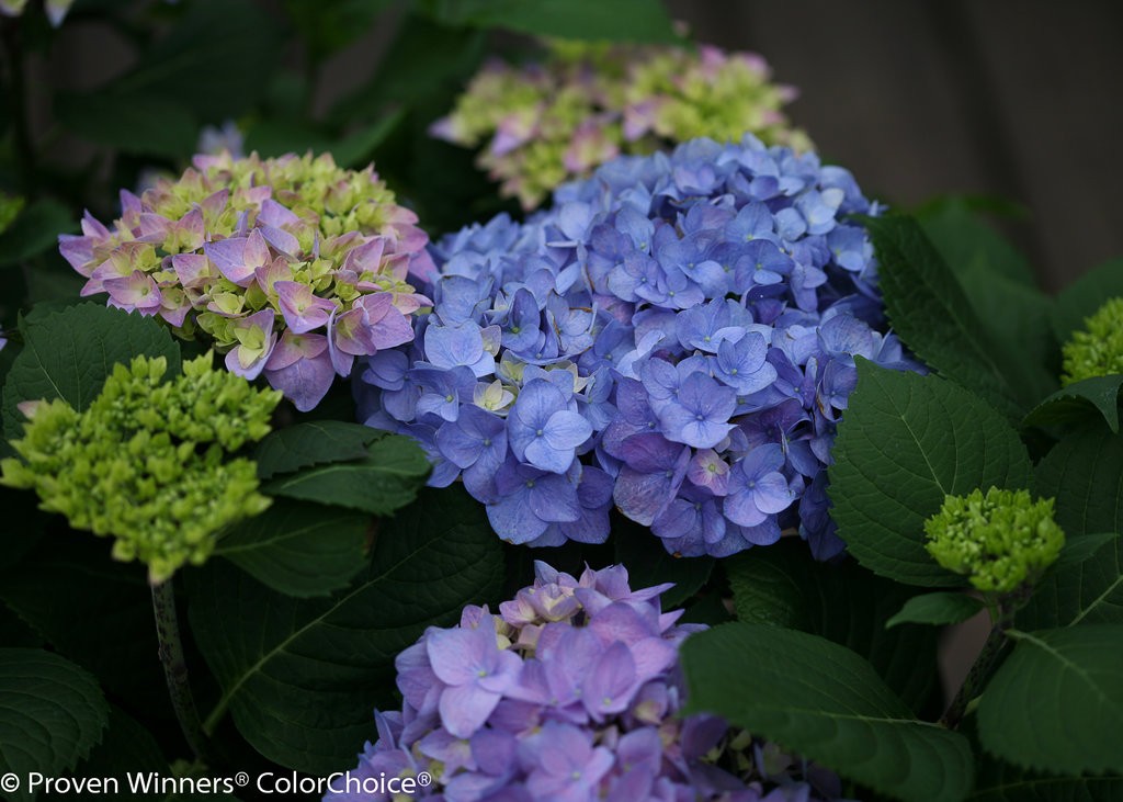 Let's Dance Rhythmic Blue Hydrangea by Proven Winners - 4" P...