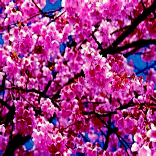 Japanese Sakura Cherry Blossom Tree Seeds (Prunus Sargentii)...